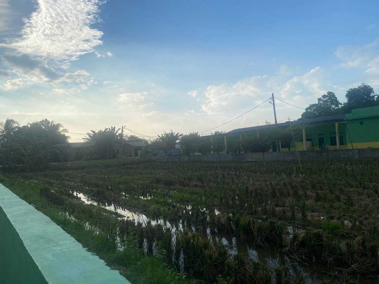 Sawah di samping pesantren saat senja